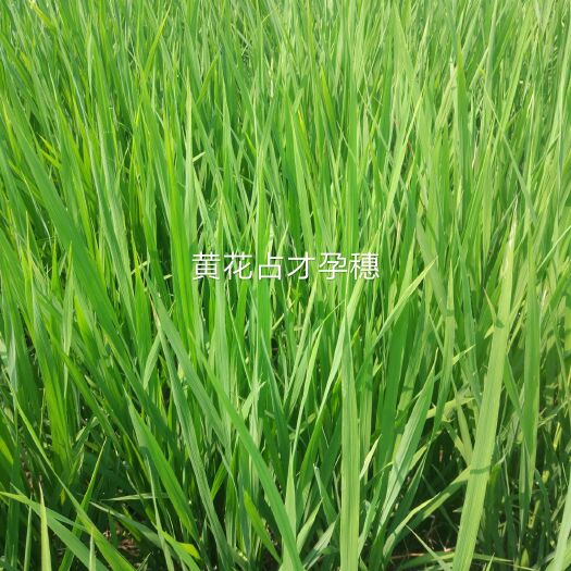 枣阳市 自种黄华占旱稻