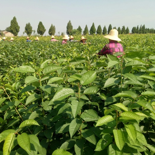咸阳 马哈利砧木大樱桃苗，品种全