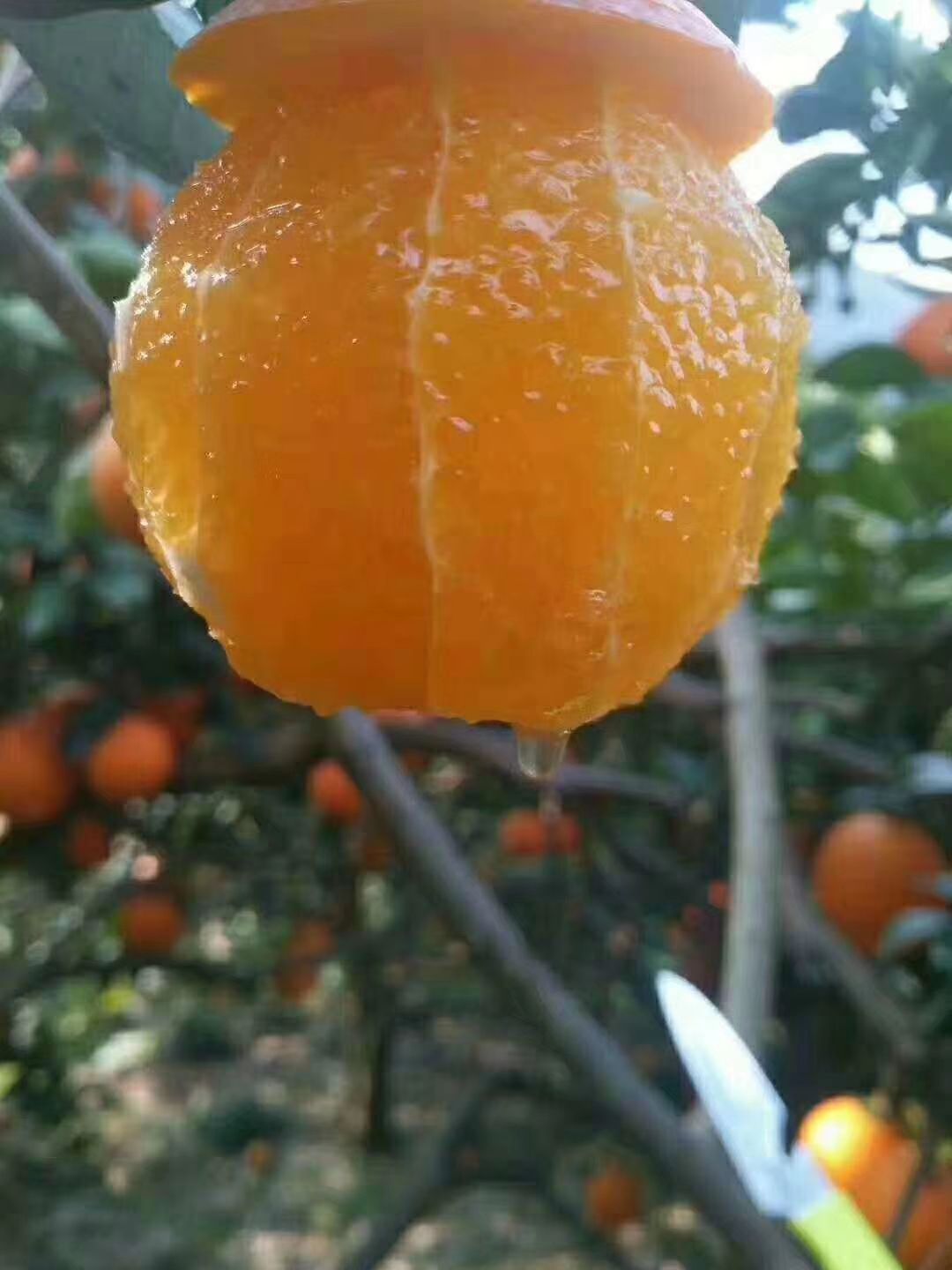  正宗原产地奉节脐橙！多汁纯甜！