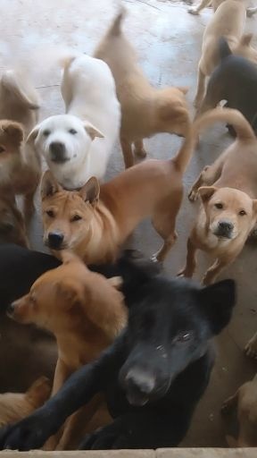 平南县家养土狗