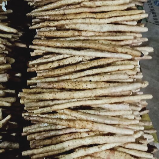 安平县小白嘴白山药 大量现货。准备出售。
