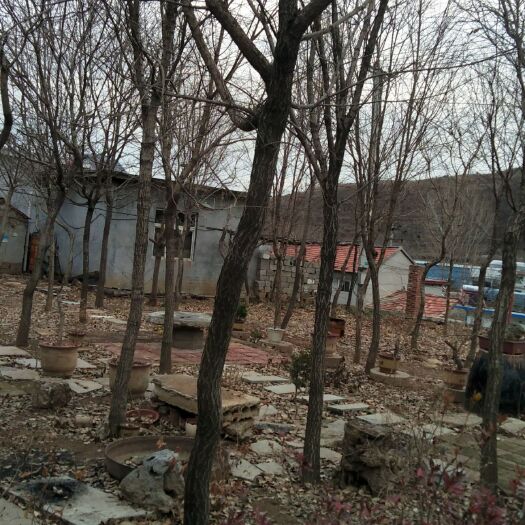 沂源县 大量出售流苏树