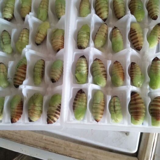 抚顺县蚕蛹