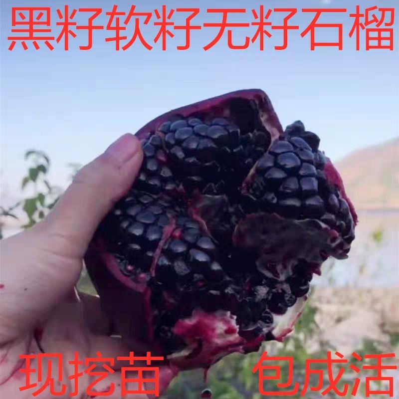  黑美人石榴苗包成活包结果基地直供现挖现卖免费提供技术指导