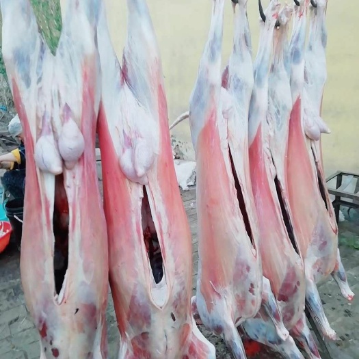 阳信县羊肉类  羊酮体