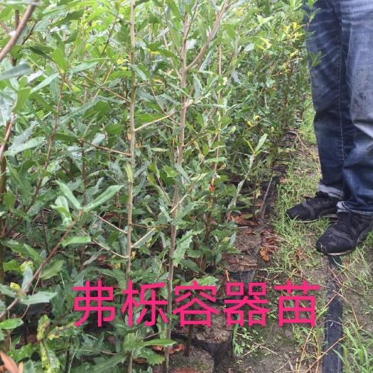平湖市森淼橡树培育经营各类橡树大小工程苗。娜塔栎：柳叶栎等