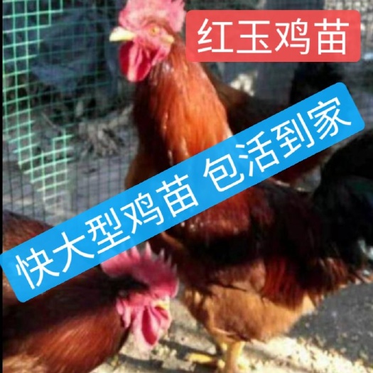 南宁 九斤黄苗—块大型肉鸡苗—九斤红苗，全国发货，包运输成活