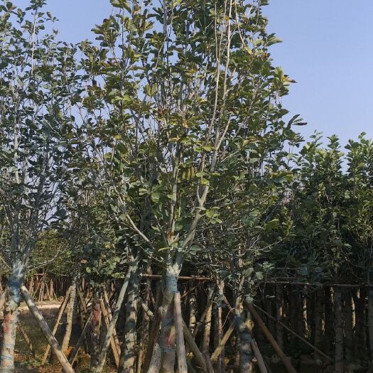 普宁市 紫玉兰，荷花玉兰