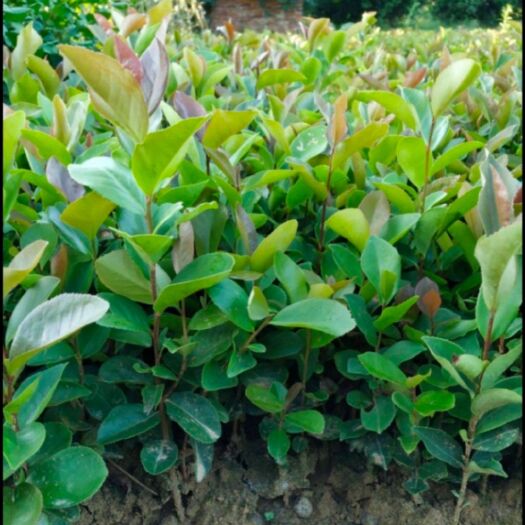 桂林油茶苗 油茶树苗 20-40厘米高度大红花油茶苗