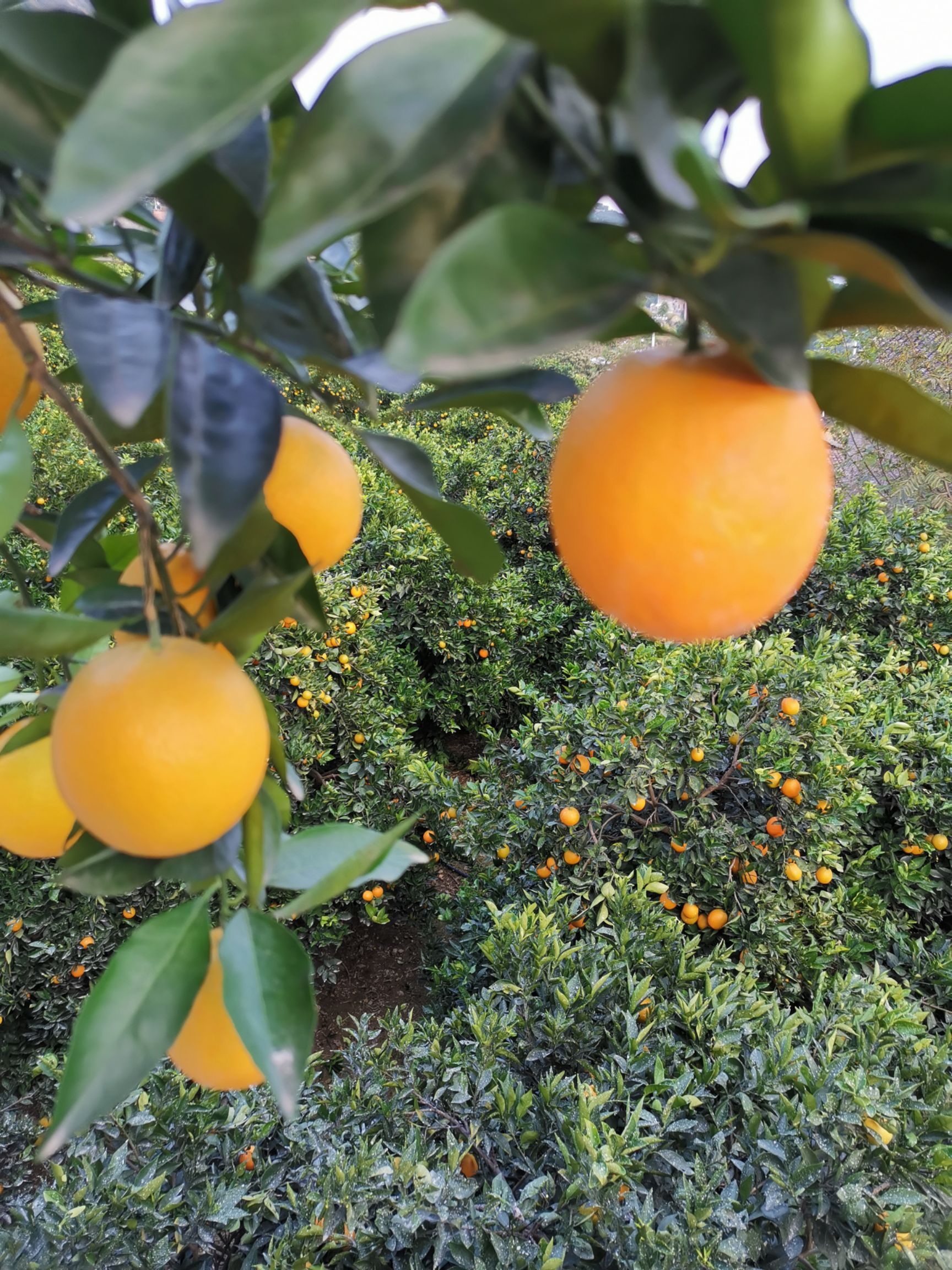  正宗原产地奉节脐橙！多汁纯甜！