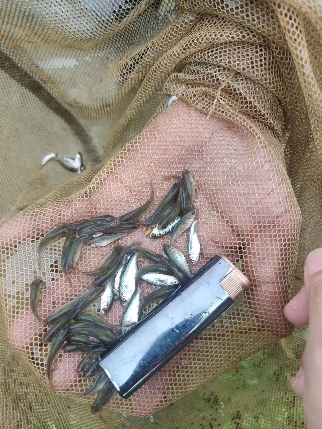 麦鲮鱼 土鲮，麦鲮，饲料鱼