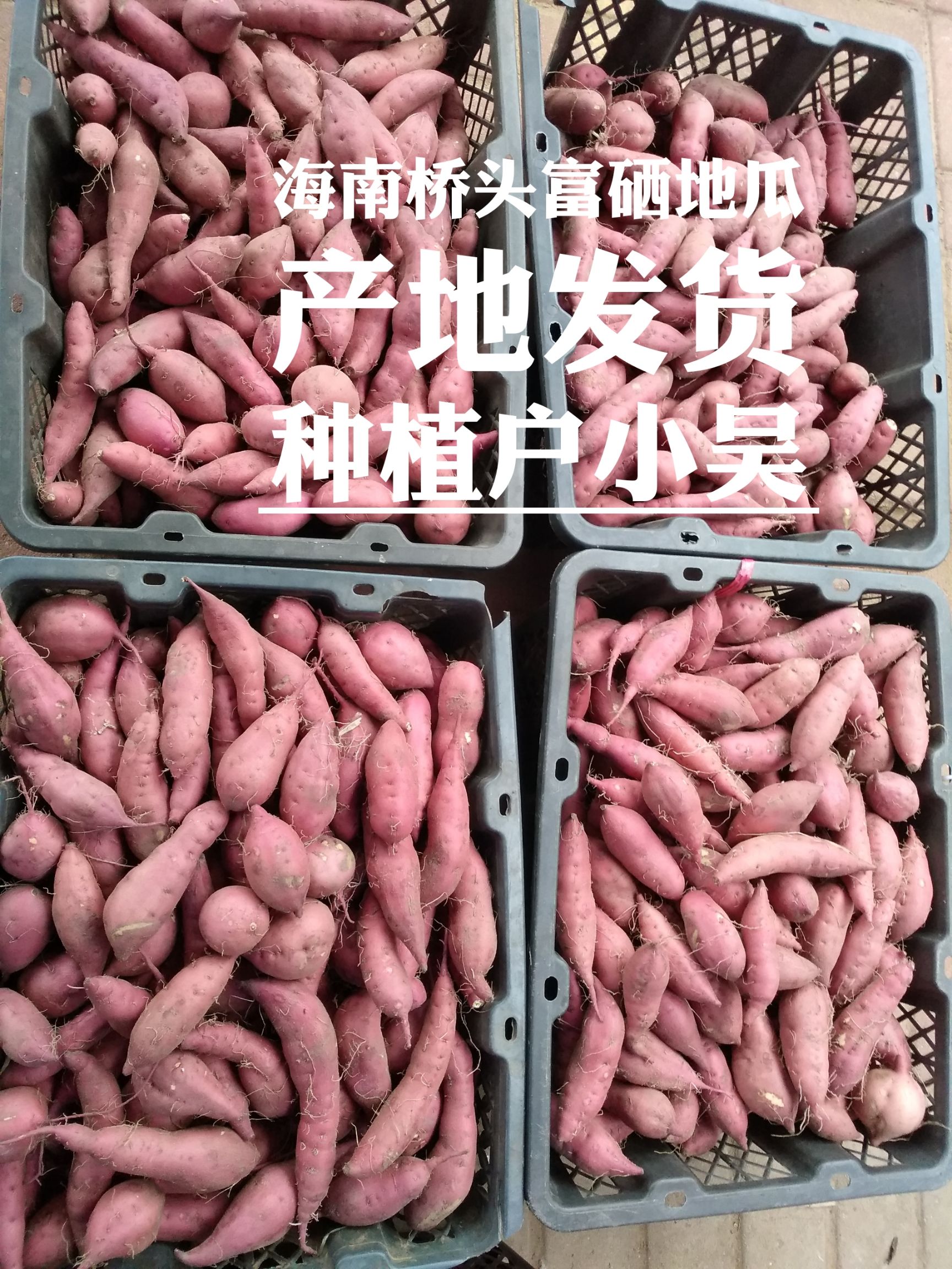 澄迈县黄心红薯  产地海南桥头富硒地瓜    精选小果批发  产地