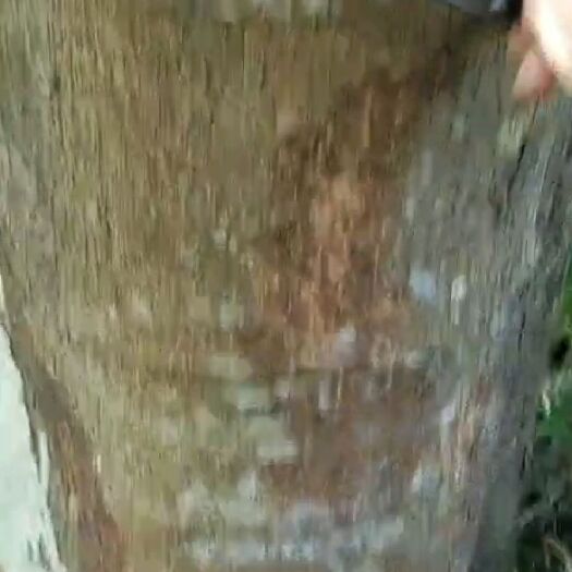 新兴县 广东大桂皮