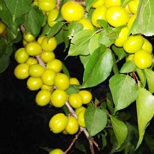 新泰市珍珠油杏苗