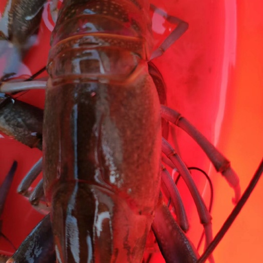 江门澳洲淡水小龙虾 澳龙淡水虾，1～2两，品质好，肉多壳薄。