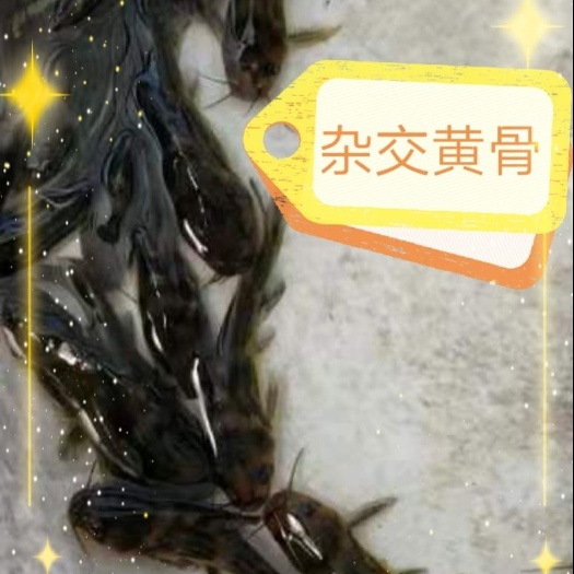 四会市黄骨鱼苗  新苗杂交黄骨，已经上市了