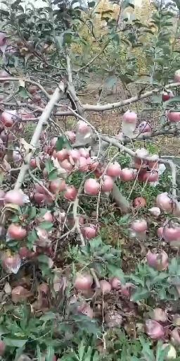 蒲城县蒲城苹果  红富士苹果膜代色颜脆，果大