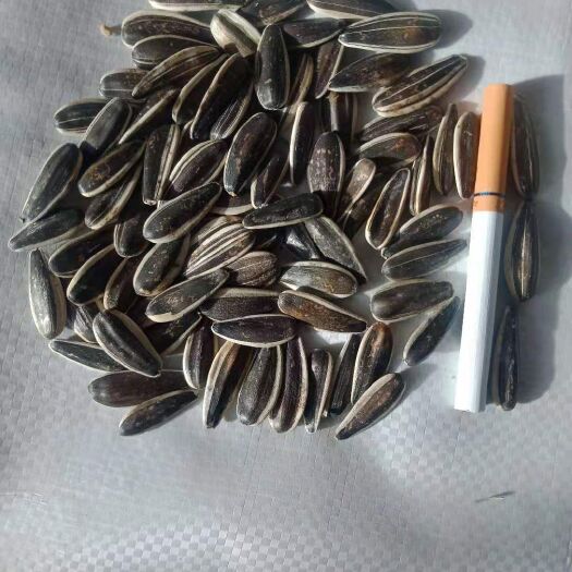 张北县 葵花籽363生葵花