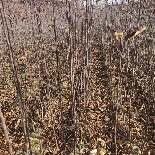 东丰县王林苹果树苗 白己家的苗甫各种绿化树树苗龙丰鸡心果树苗吉盛李孑杏树苗诚信对