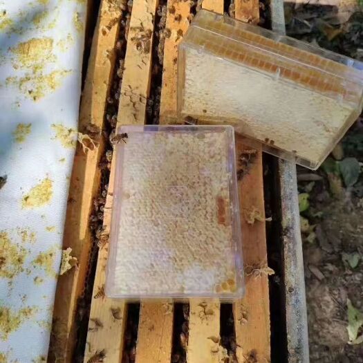 南漳县荆条蜜 塑料瓶装 2年 