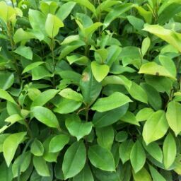 广州火力楠木苗 火力楠苗、醉香含笑苗、火力楠造林苗