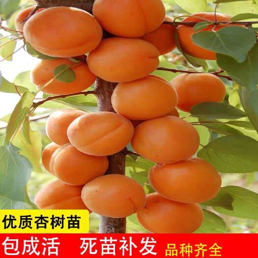 平邑县 杏树嫁接苗 特大甜 杏子苗树 杏树苗 杏树 杏子苗 杏树活