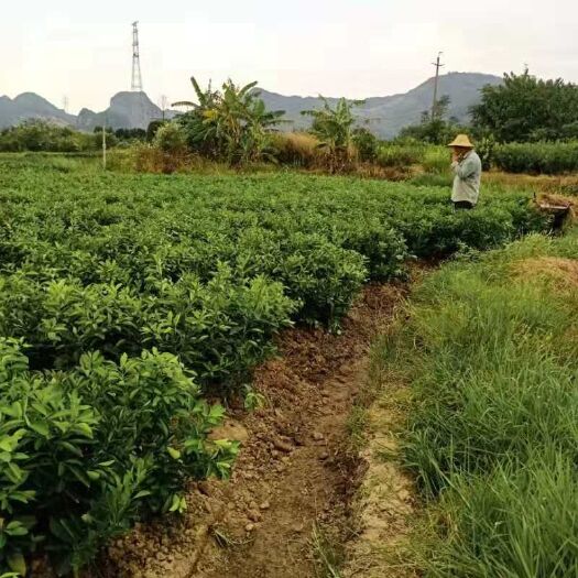 荔浦市伦晚脐橙苗 伦晚脐橙果苗