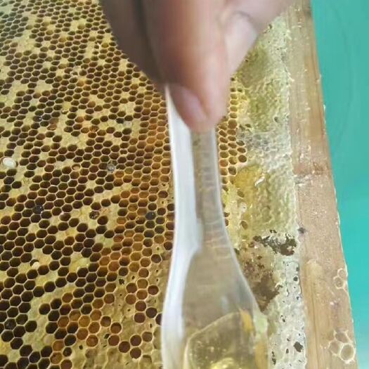 纳雍县巢蜂蜜 放养中华土蜜蜂