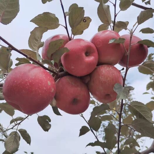昭通冰糖心苹果 皮肤好的秘密在这里