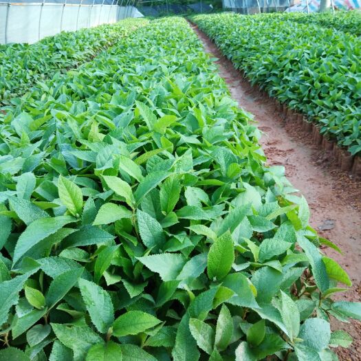 灵山县五指毛桃苗  易种植收益快，全程种植技术指导