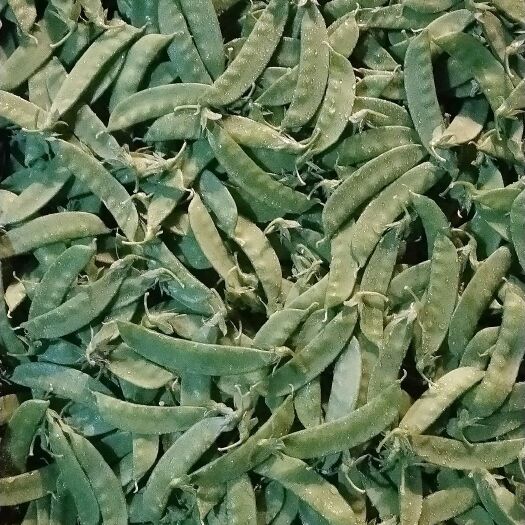 德昌县 荷兰豆