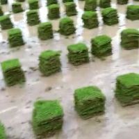 精品大叶油草，马泥拉草