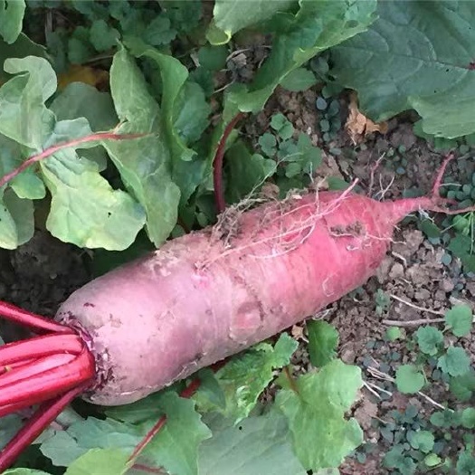 新沂市 红萝卜，无农药无肥料，纯有机萝卜。量大。