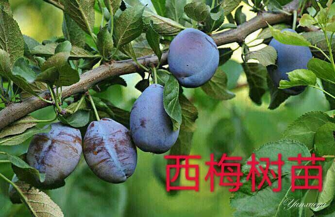 平邑县 李子树苗，三年到五年苗，包邮（除了偏远地区）