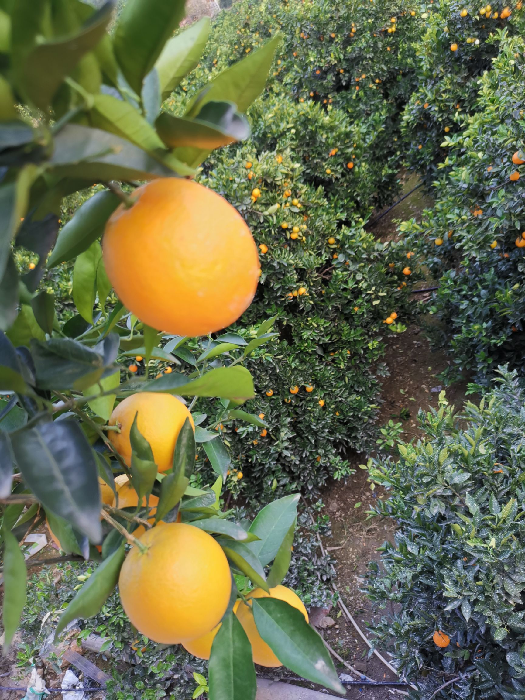  正宗原产地奉节脐橙！多汁纯甜！