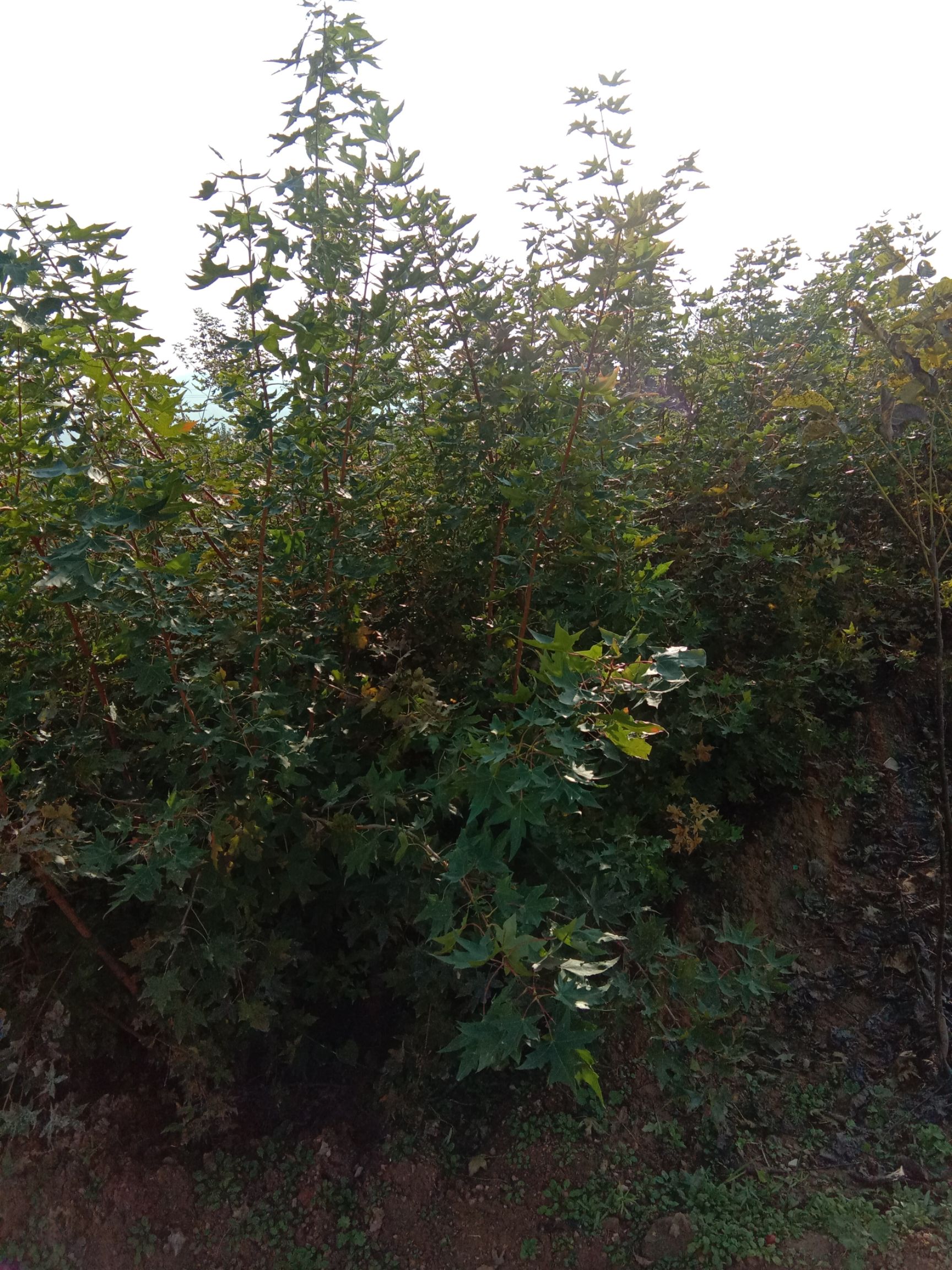 五角枫苗 当年五角枫小苗，五角枫种植基地，1－2－3公分五角