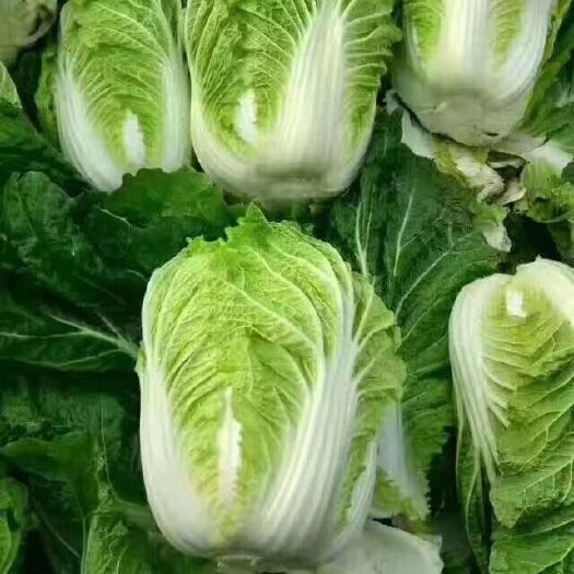 夏邑县青杂三号白菜  【推荐商家】精品青杂三号，十一月份陆续上市