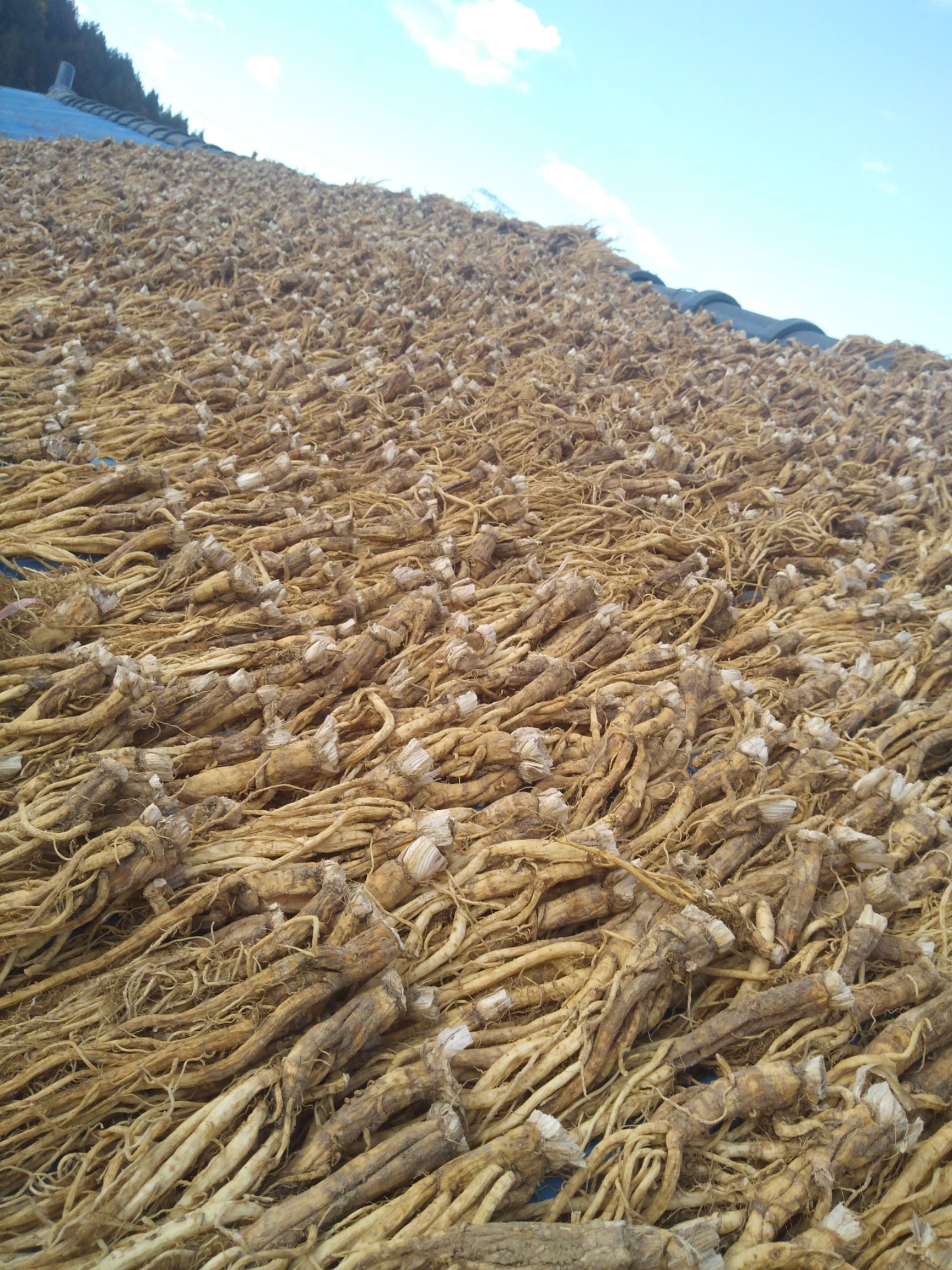  秦艽干货晒干货。质量保证干度一级需要老板欢迎订购供应2吨