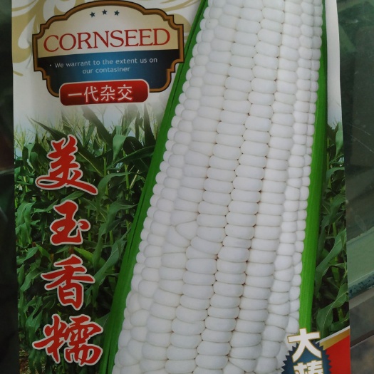 商丘 抗病性好生长势强美玉香糯/玉米种子