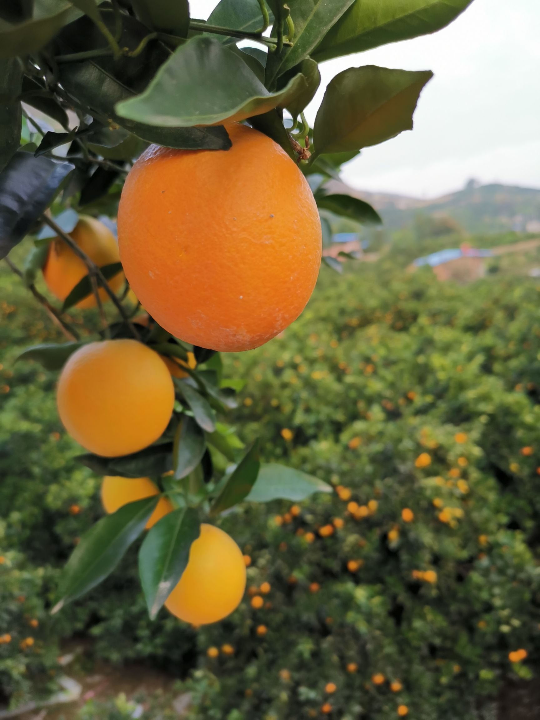  正宗原产地奉节脐橙！多汁纯甜！