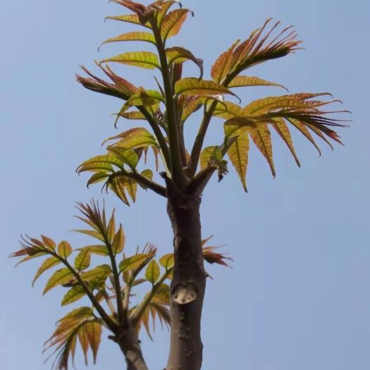 泰安 香椿苗  红油香椿苗 提供大棚香椿种植技术