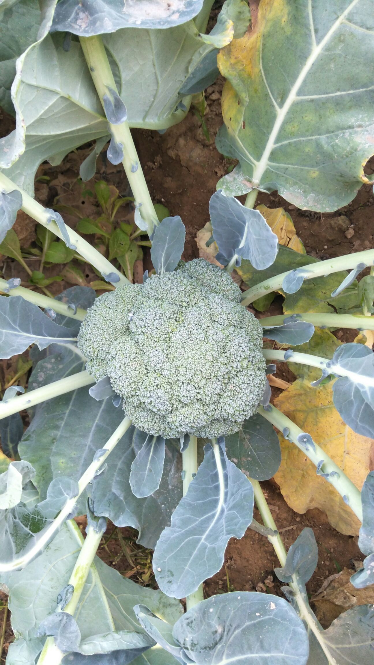 鬆散度 適中 顏色 乳白色 單個重 2~3斤 品種名 白花菜花 小穹棚有機