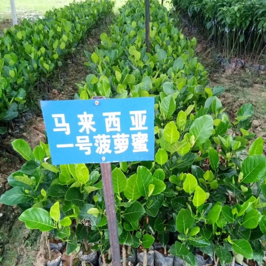 灵山县 马来西亚一号菠萝蜜苗 菠萝蜜 榴莲蜜苗