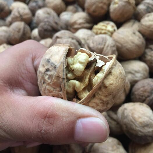 吐鲁番 二级 185纸皮核桃