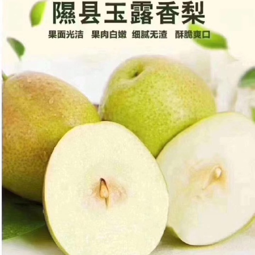 隰县 中国大美梨子隰县玉露香梨隰县新鲜砀山酥雪花梨赛库尔勒