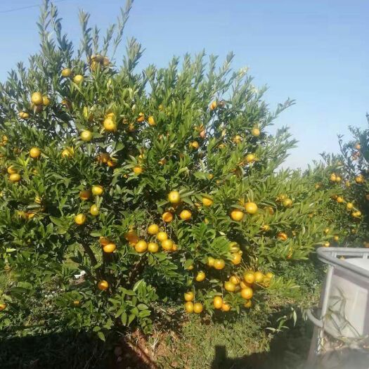博罗县年桔 2.5 - 3cm 1两以下