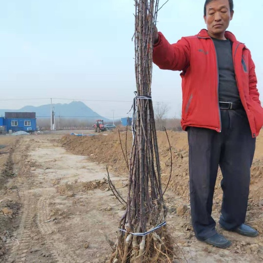 遵化市 牡丹海棠一年两季花，是海棠中最漂亮的一种，抗寒零下40度适应