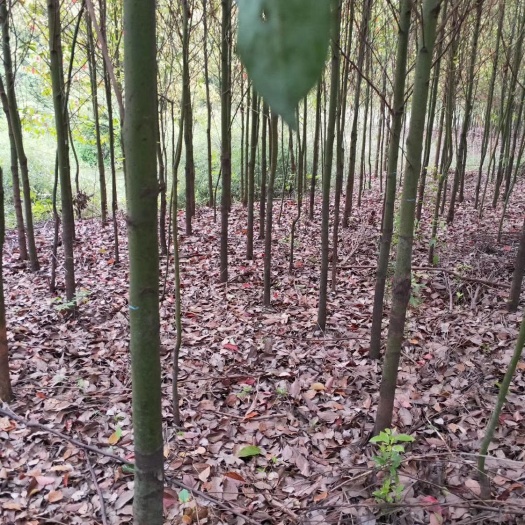 武汉 5公分光杆香樟