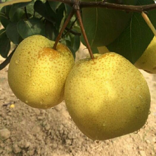 隰县玉露香梨 80mm以上 200-250g