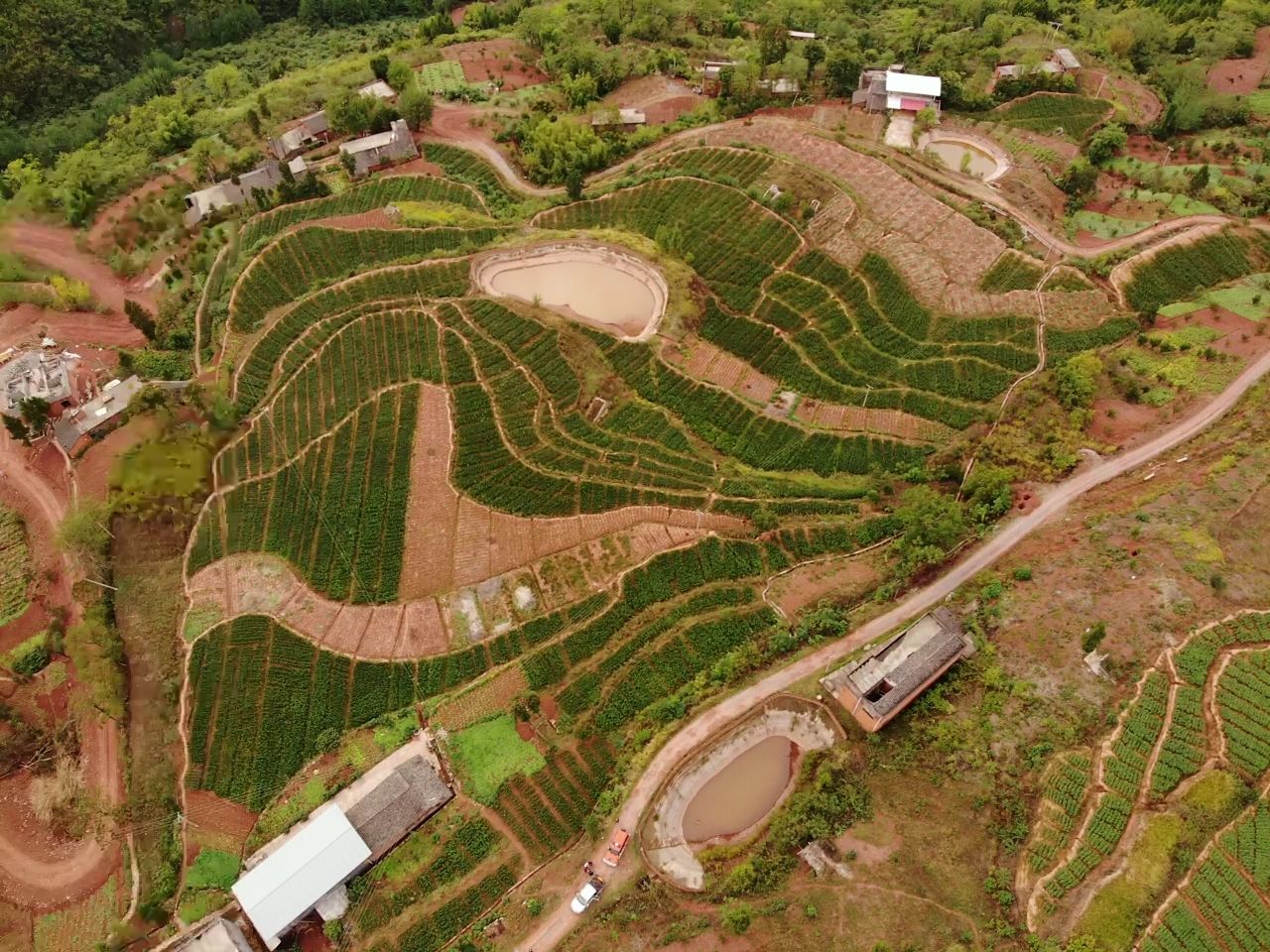 正宗巫山脆李苗，欢迎大家来基地采购